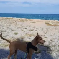 Adopta a Rino