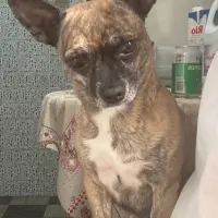Adopta a Milo