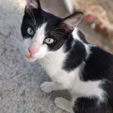Adopta a Peque