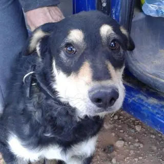 Gus