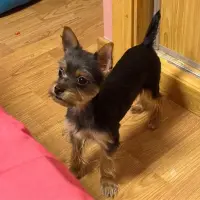 Adopta a Leon