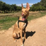 Adopta a Kaos