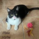 Adopta a Moco