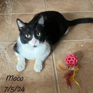 Moco