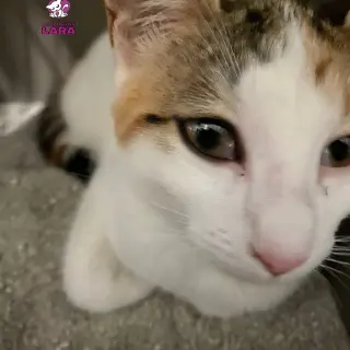 Ailana