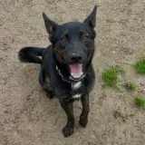 Adopta a Benji
