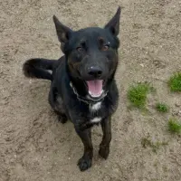 Adopta a Benji