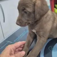 Adopta a Queisa, Cachorra-Tlf 645978718