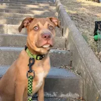 Adopta a Thor