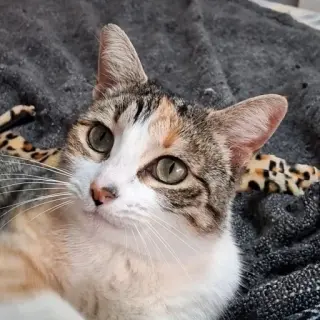 Lia