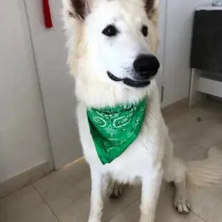 Lobo