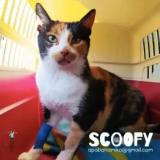 Scoofy