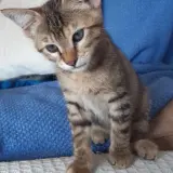 Adopta a Zoe