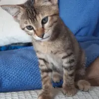 Adopta a Zoe