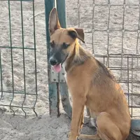 Adopta a Wonka