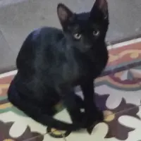 Adopta a Conguita