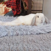 Adopta a Dumbo