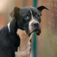 Adopta a Manowar