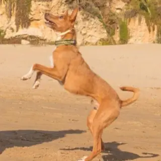 Tyson