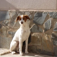 Adopta a Centella