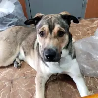 Adopta a Rocky