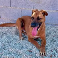 Adopta a El Cordobés