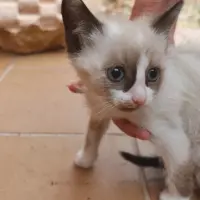 Adopta a Blanquita