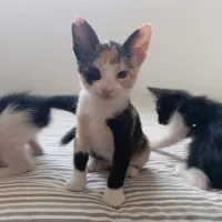 Adopta a Púa