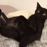 Adopta a Fígaro