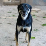 Adopta a Glu