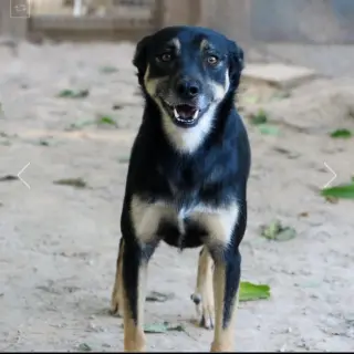 Glu