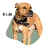 Adopta a Balin