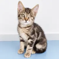 Adopta a Koda