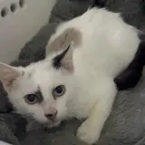 Adopta a Odivelas