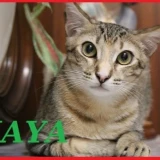 Adopta a Maya