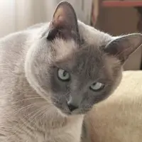 Adopta a Lunita