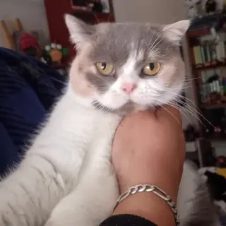Ona