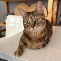Adopta a Afra