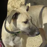 Adopta a Tito-Tedy