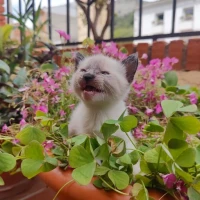 Adopta a Bella