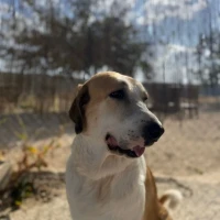 Adopta a Pepa, Preciosa Mastina Tlf 645978718