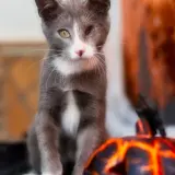 Adopta a Joel