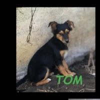 Adopta a Tom