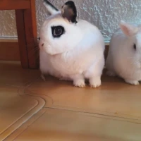 Adopta a Linda Y Paquito