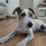 Adopta a Tol