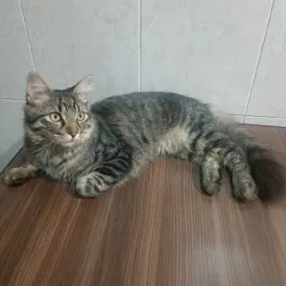 Thor