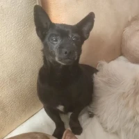 Adopta a Nyx