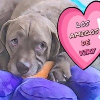 Los Amigos de Viky