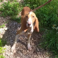 Adopta a Bulma