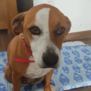 Lola